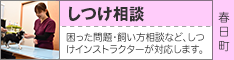 しつけ相談